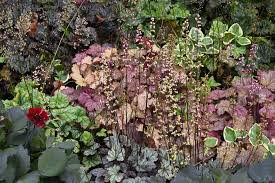 Image result for HEUCHERA americana 'Palace Purple Auslese'