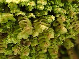 Attēlu rezultāti vaicājumam “Scapania nemorea”