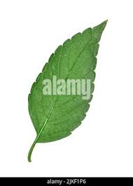 Attēlu rezultāti vaicājumam “Galeopsis bifida leaf”
