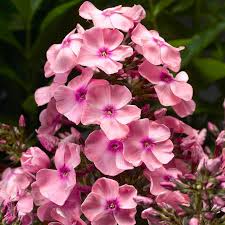 Image result for Phlox paniculata `Sweet Summer`
