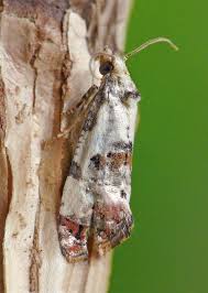 Attēlu rezultāti vaicājumam “Cochylis dubitana”