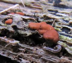 Attēlu rezultāti vaicājumam “Octospora splachnophila spores”