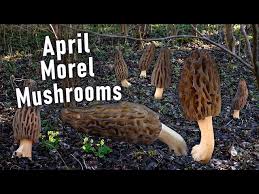 Attēlu rezultāti vaicājumam “Morchella sp.”