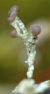 Attēlu rezultāti vaicājumam “Cladonia botrytes”