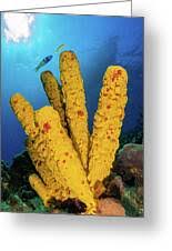 Attēlu rezultāti vaicājumam “Tubifera applanata sessile”