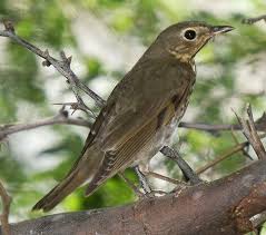 Image result for Catharus ustulatus