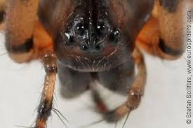 Attēlu rezultāti vaicājumam “Neriene montana”