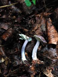 Attēlu rezultāti vaicājumam “Craterium minutum cf. var. brunneum spores”