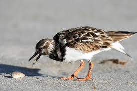 Attēlu rezultāti vaicājumam “Arenaria interpres adult”