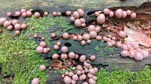 Attēlu rezultāti vaicājumam “Lycogala leopardinum young”