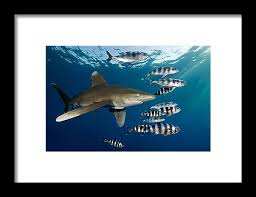 Image result for Carcharhinus longimanus