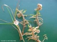 Attēlu rezultāti vaicājumam “Arrhenia retiruga”