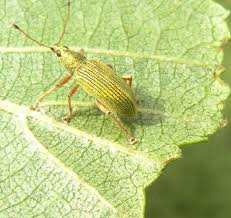 Attēlu rezultāti vaicājumam “Polydrusus mollis”