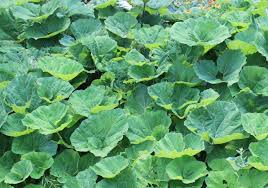 Attēlu rezultāti vaicājumam “Petasites hybridus leaf”