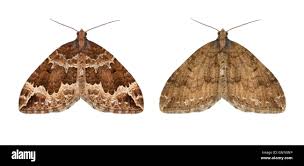 Attēlu rezultāti vaicājumam “Lampropteryx suffumata”