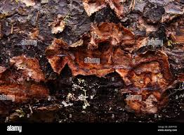 Attēlu rezultāti vaicājumam “Phellinus ferrugineofuscus”