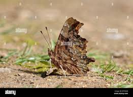 Attēlu rezultāti vaicājumam “Polygonia c-album underside”