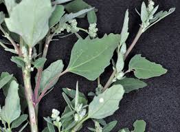 Attēlu rezultāti vaicājumam “Chenopodium album leaf”