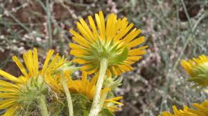 Attēlu rezultāti vaicājumam “Inula britannica”