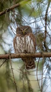 Attēlu rezultāti vaicājumam “Glaucidium passerinum”