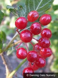 Attēlu rezultāti vaicājumam “Viburnum opulus”