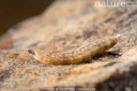 Attēlu rezultāti vaicājumam “Tipulidae larva”