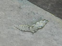 Attēlu rezultāti vaicājumam “Pieris brassicae underside”