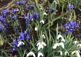 Image result for North London Bowling Club