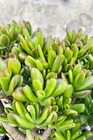 Image result for Crassula hobbit