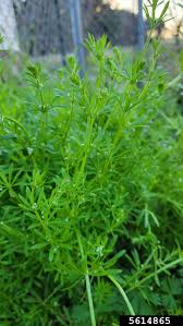 Image result for Galium aparine