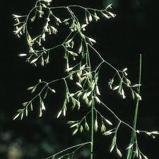 Attēlu rezultāti vaicājumam “Festuca altissima”