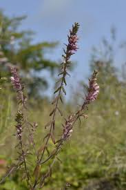 Attēlu rezultāti vaicājumam “Odontites vulgaris leaf”