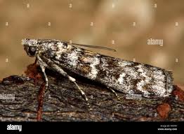 Attēlu rezultāti vaicājumam “Dioryctria abietella”