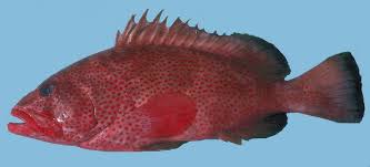 Image result for Epinephelus adscensionis