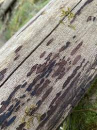 Attēlu rezultāti vaicājumam “Hypoxylon vogesiacum”