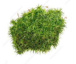 Attēlu rezultāti vaicājumam “Polytrichum commune”