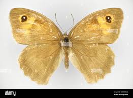 Attēlu rezultāti vaicājumam “Maniola jurtina”