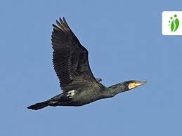Attēlu rezultāti vaicājumam “Phalacrocorax carbo adult”