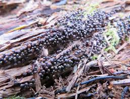 Attēlu rezultāti vaicājumam “Lamproderma nigrescens”