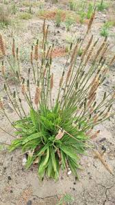Attēlu rezultāti vaicājumam “Plantago lanceolata”