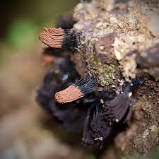 Attēlu rezultāti vaicājumam “Stemonitis fusca”