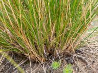 Attēlu rezultāti vaicājumam “Festuca polesica”