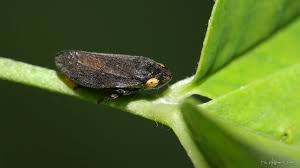 Attēlu rezultāti vaicājumam “Aphrophoridae”