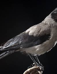 Attēlu rezultāti vaicājumam “Corvus cornix”