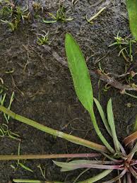 Attēlu rezultāti vaicājumam “Alisma gramineum”