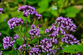 Attēlu rezultāti vaicājumam “Cephalanthera rubra bud”