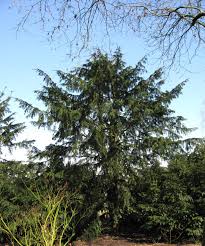 Attēlu rezultāti vaicājumam “Taxus”