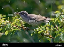 Attēlu rezultāti vaicājumam “Sylvia nisoria”