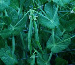 Attēlu rezultāti vaicājumam “Pisum sativum”