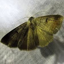 Attēlu rezultāti vaicājumam “Lygephila pastinum”